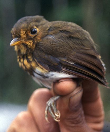 Ochre-breasted antpitta